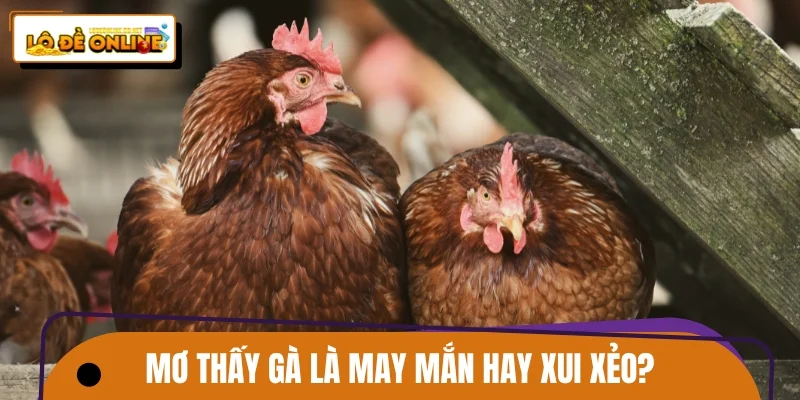 Mơ thấy gà là may mắn hay xui xẻo?